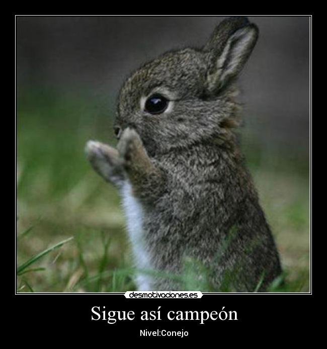 Sigue así campeón - Nivel:Conejo
