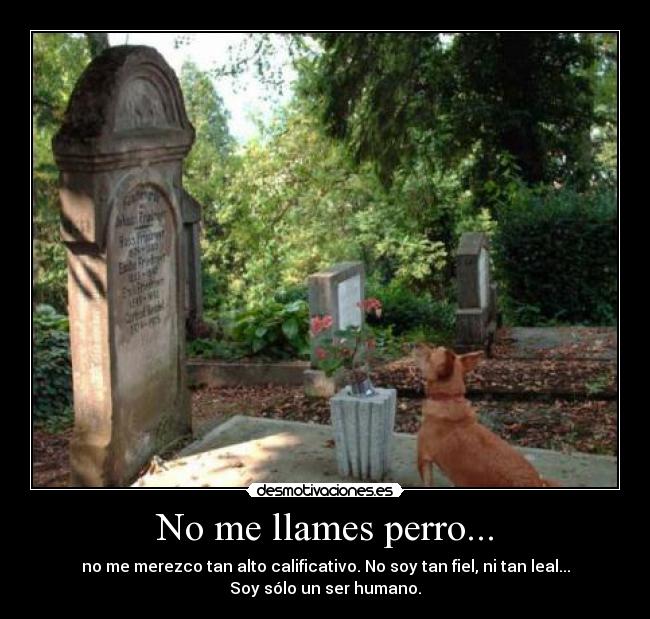 No me llames perro... -