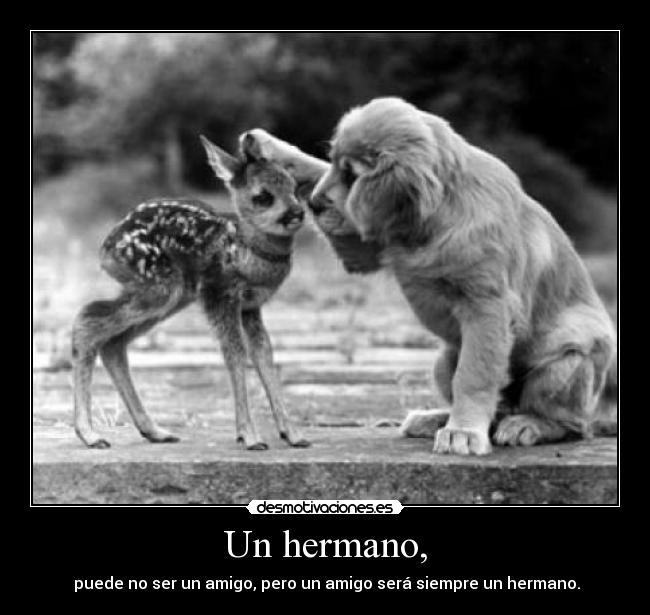 Un hermano, -  puede no ser un amigo, pero un amigo será siempre un hermano.
