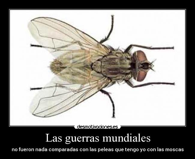 Las guerras mundiales - 