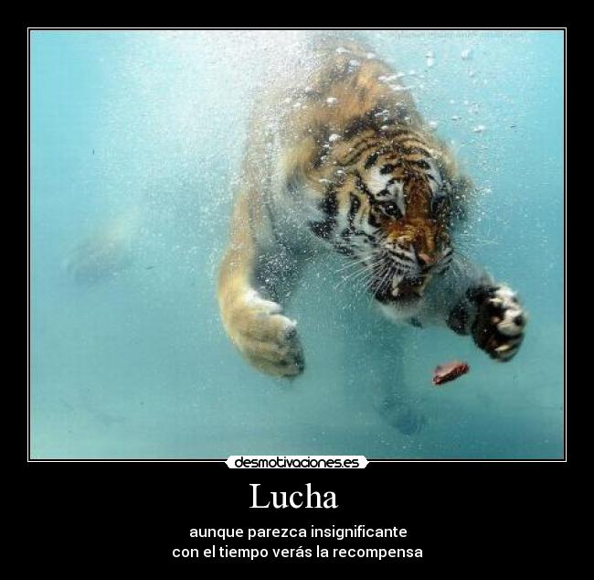 Lucha  - 