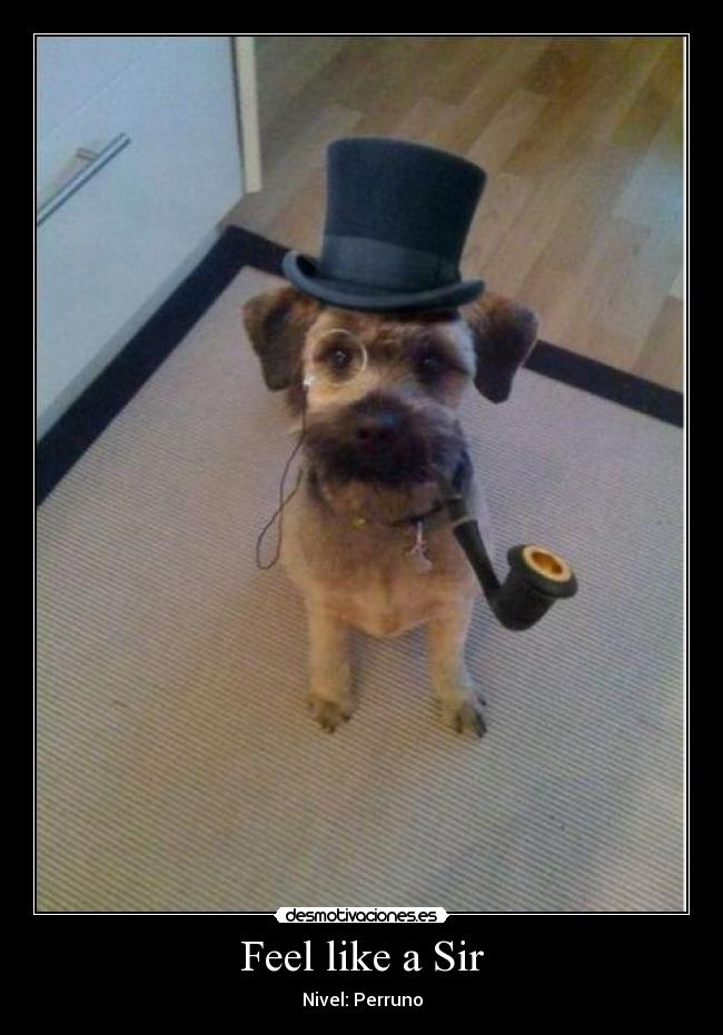 Feel like a Sir - Nivel: Perruno