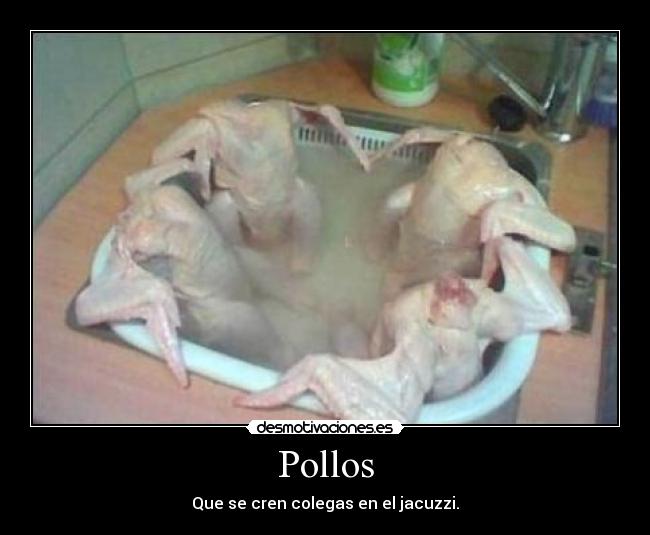 Pollos -