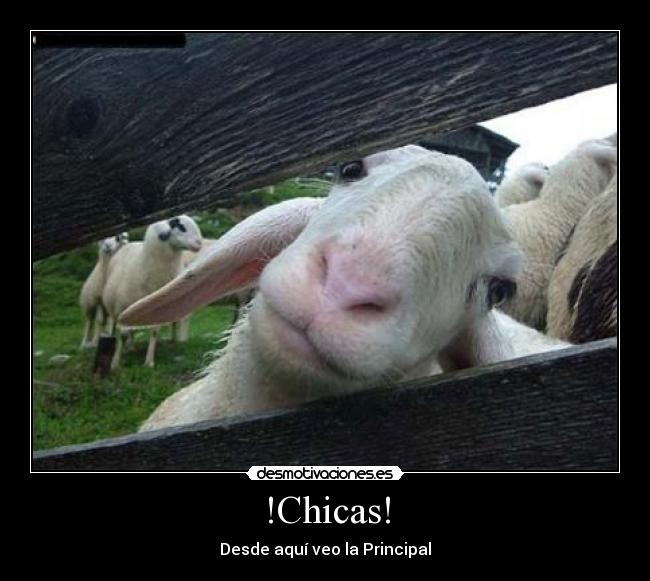 !Chicas! - 