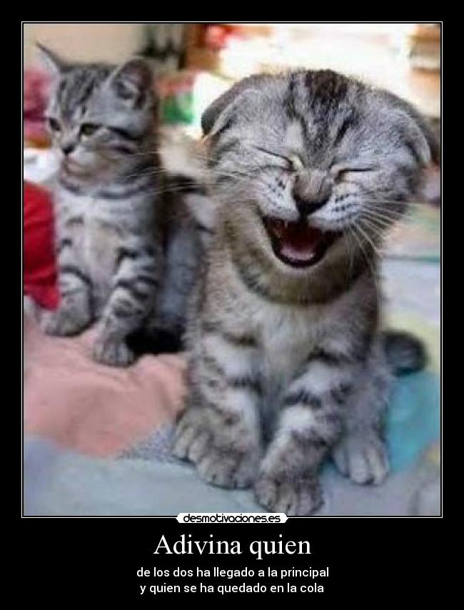 carteles gatos cabrones desmotivaciones