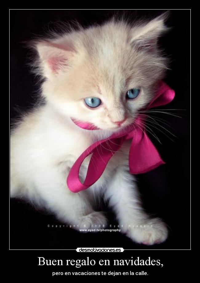 Buen regalo en navidades, -