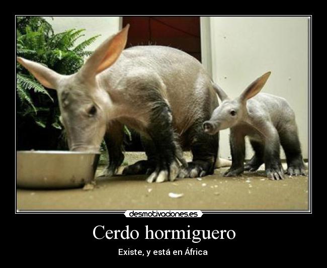 Cerdo hormiguero - Existe, y está en África