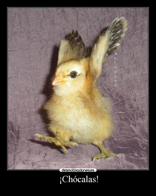 ¡Chócalas! -