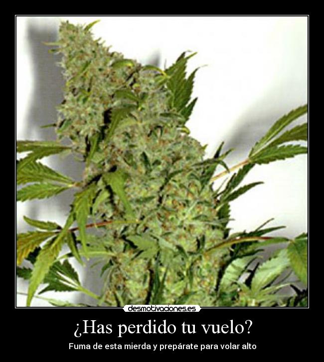 ¿Has perdido tu vuelo? - 