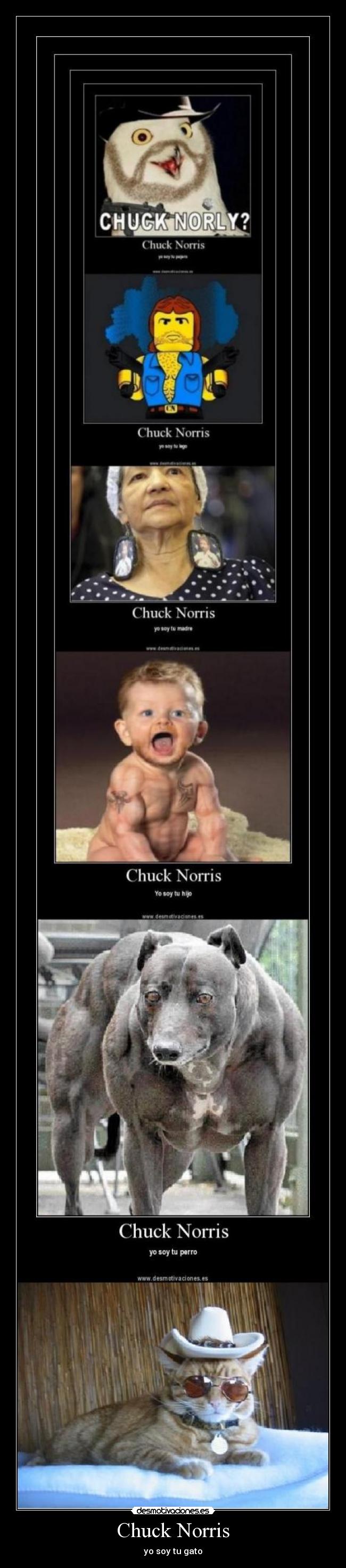 Chuck Norris - yo soy tu gato