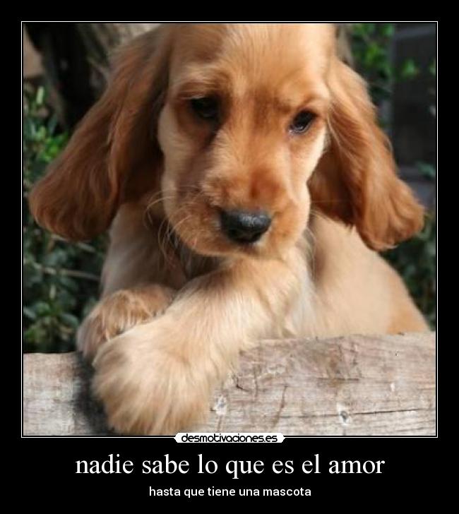 nadie sabe lo que es el amor - hasta que tiene una mascota