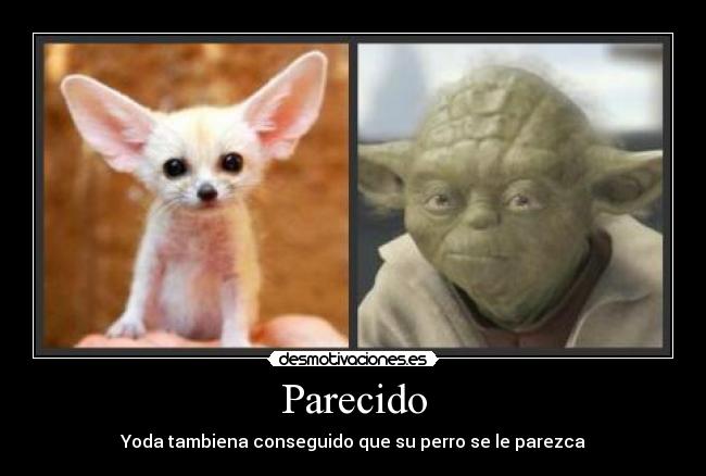 Parecido - Yoda tambiena conseguido que su perro se le parezca