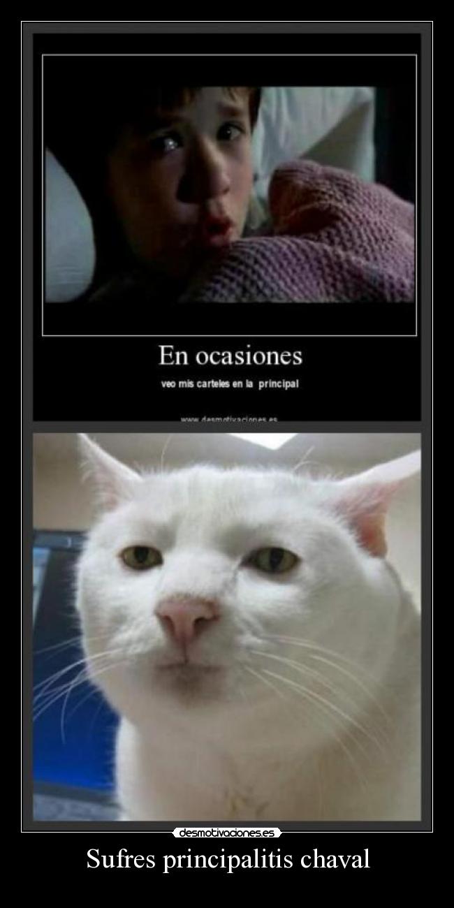 carteles gato desmotivaciones