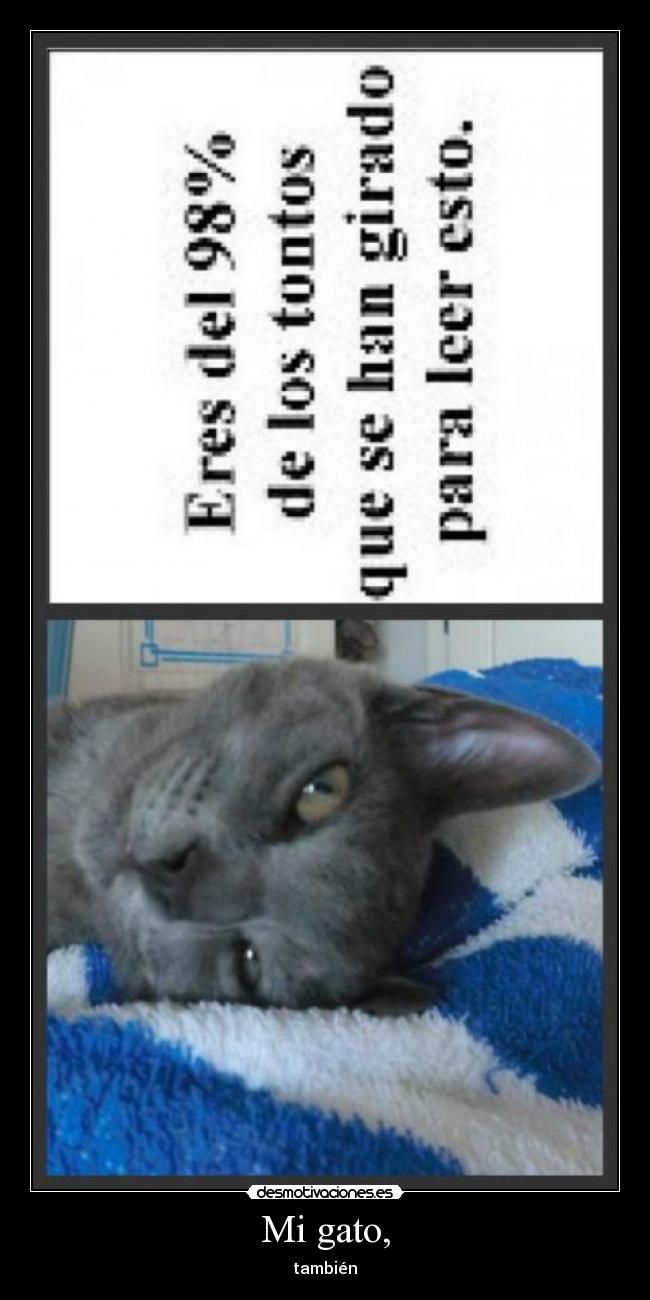 Mi gato, -