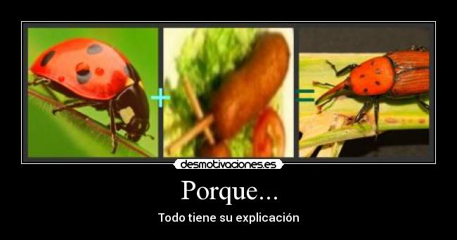 Porque... - Todo tiene su explicación