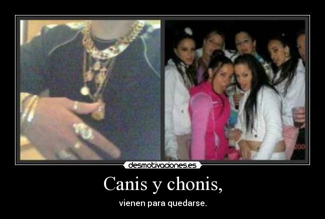 Canis y chonis, - 