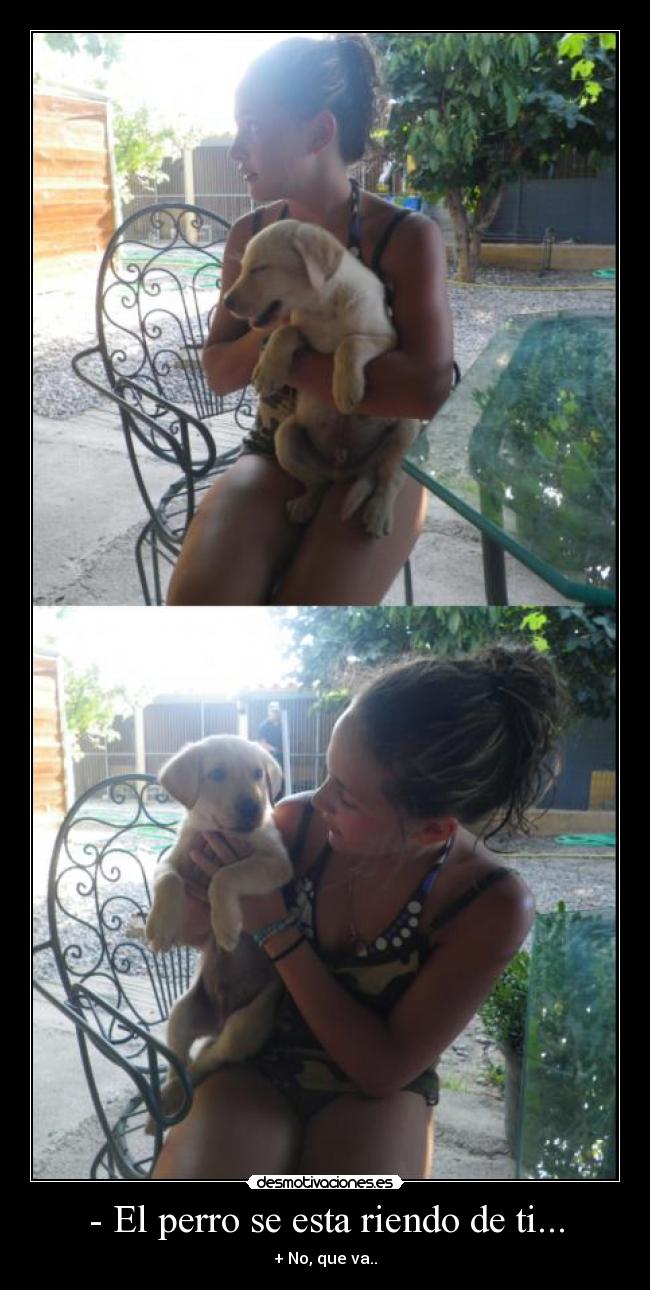 - El perro se esta riendo de ti... -