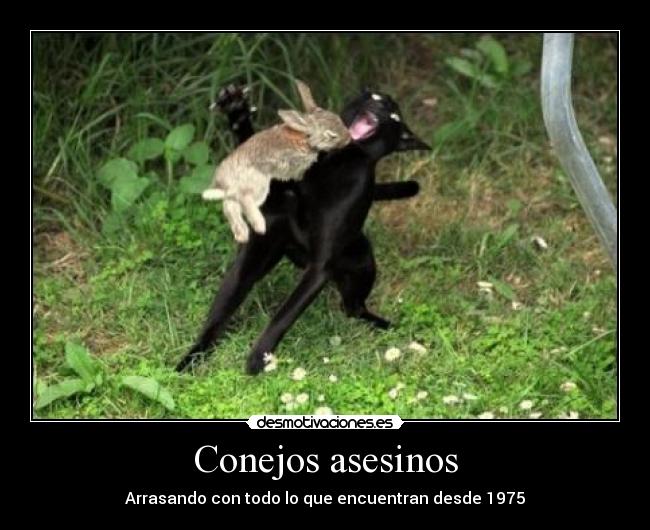 carteles conejo los caballeros mesa cuadrada gracioso 9gag desmotivaciones