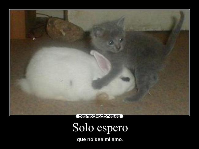 carteles gato conejo pajaro tortuga leon homer simpsons walkt desmotivaciones peter desmotivaciones