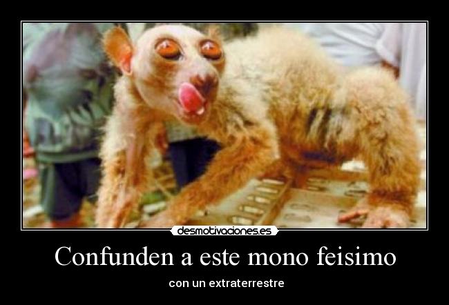 carteles bigdog desmotivaciones