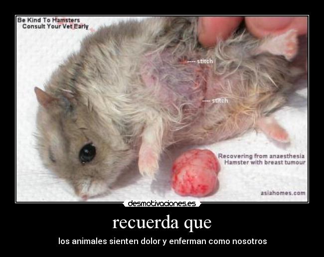 recuerda que - los animales sienten dolor y enferman como nosotros