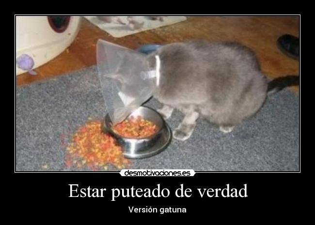 Estar puteado de verdad - Versión gatuna