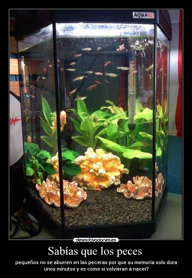 Sabías que los peces  - 