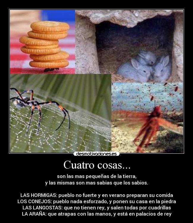 Cuatro cosas... - son las mas pequeñas de la tierra,
y las mismas son mas sabias que los sabios.
LAS HORMIGAS: pueblo no fuerte y en verano preparan su comida
LOS CONEJOS: pueblo nada esforzado, y ponen su casa en la piedra
LAS LANGOSTAS: que no tienen rey, y salen todas por cuadrillas
LA ARAÑA: que atrapas con las manos, y está en palacios de rey