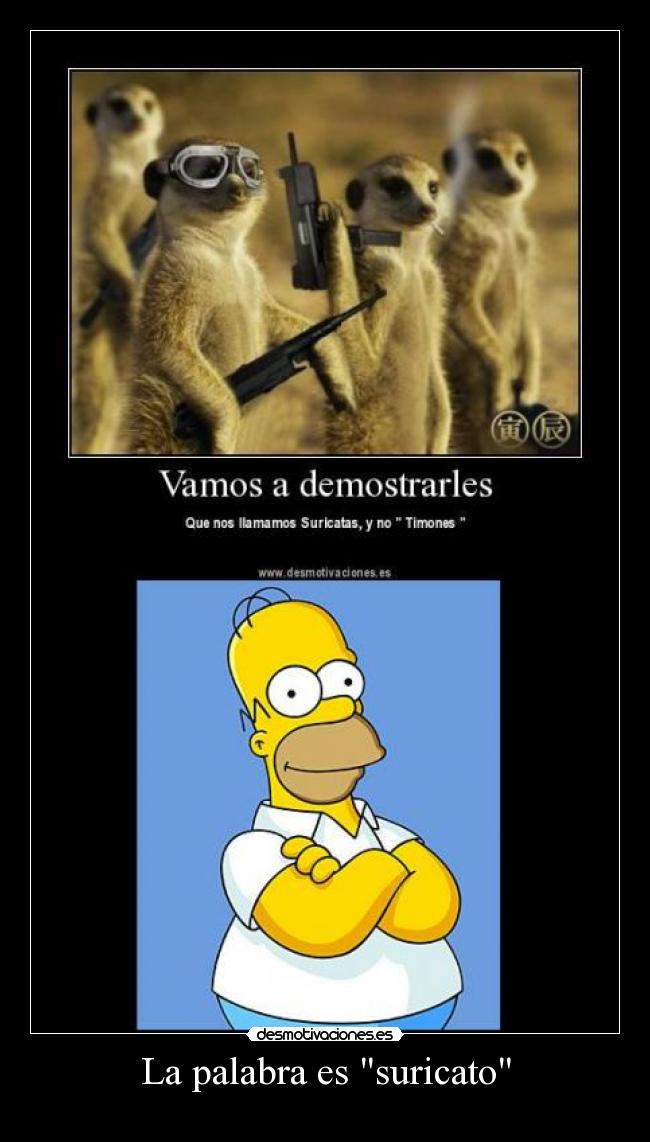 La palabra es suricato -