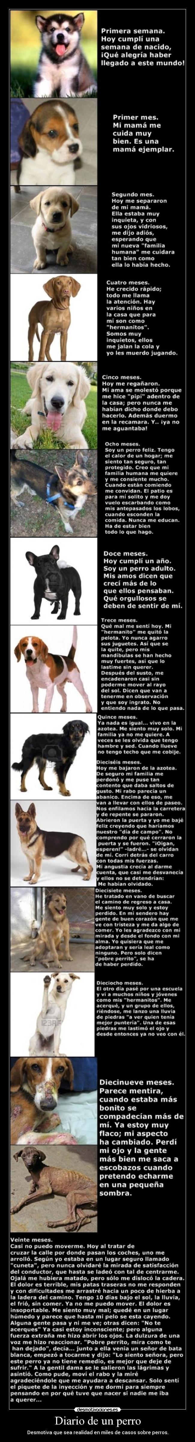 Diario de un perro -