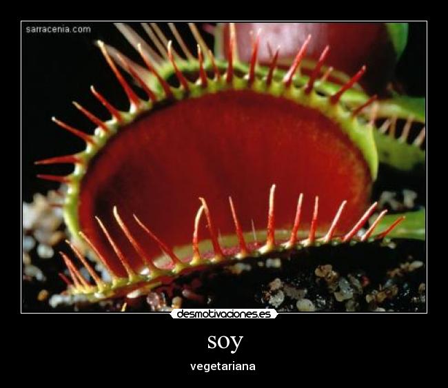 soy - 