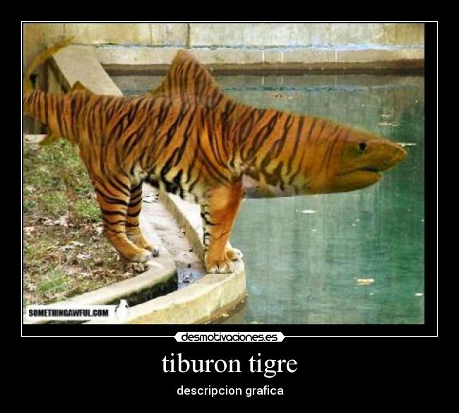 tiburon tigre -