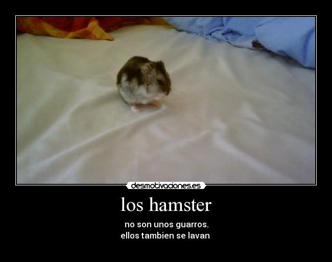 los hamster - no son unos guarros.
ellos tambien se lavan 
