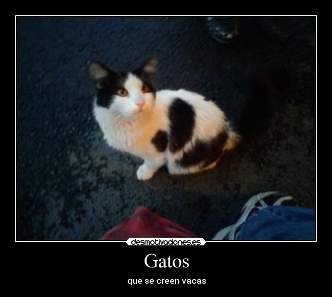 Gatos - que se creen vacas