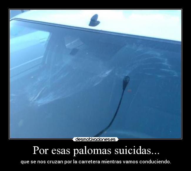 Por esas palomas suicidas... -