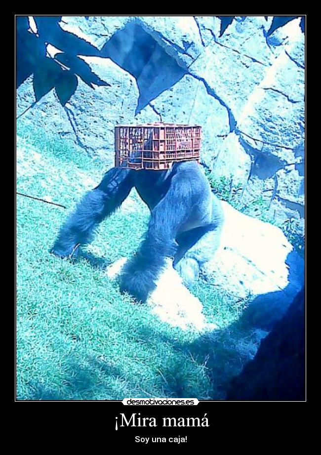 ¡Mira mamá - Soy una caja!