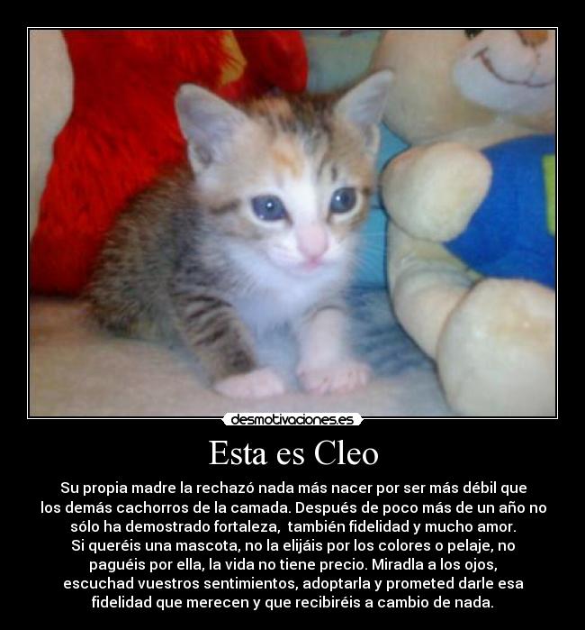 Esta es Cleo - Su propia madre la rechazó nada más nacer por ser más débil que
los demás cachorros de la camada. Después de poco más de un año no
sólo ha demostrado fortaleza,  también fidelidad y mucho amor.
Si queréis una mascota, no la elijáis por los colores o pelaje, no
paguéis por ella, la vida no tiene precio. Miradla a los ojos,
escuchad vuestros sentimientos, adoptarla y prometed darle esa
fidelidad que merecen y que recibiréis a cambio de nada.