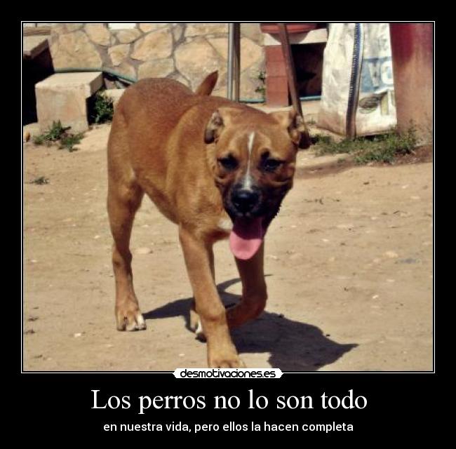 Los perros no lo son todo - en nuestra vida, pero ellos la hacen completa