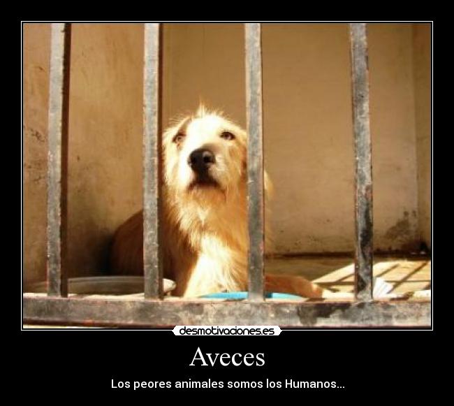 Aveces - Los peores animales somos los Humanos...