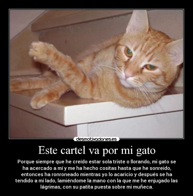 Este cartel va por mi gato - 