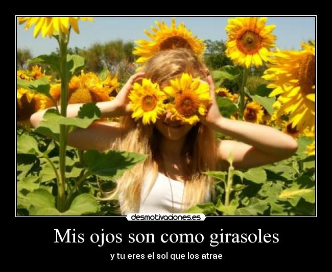 Mis ojos son como girasoles - y tu eres el sol que los atrae