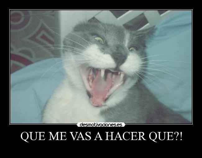QUE ME VAS A HACER QUE?! -