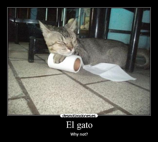 El gato - Why not?