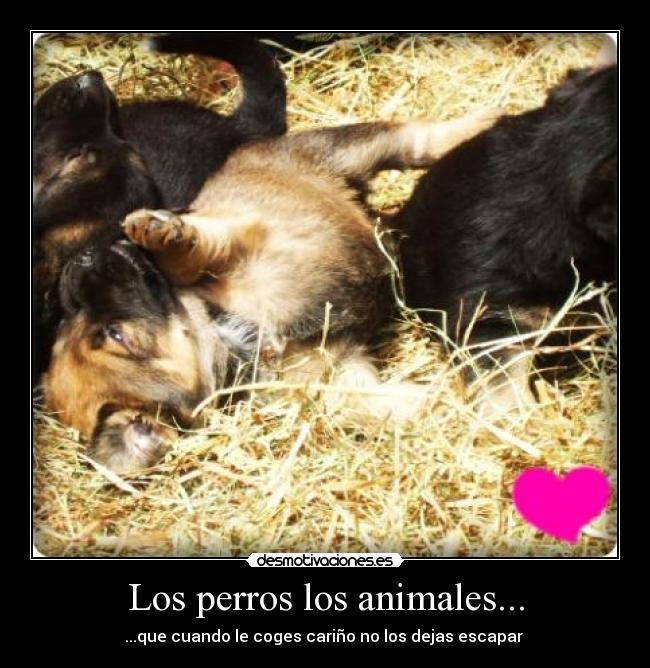 Los perros los animales... -
