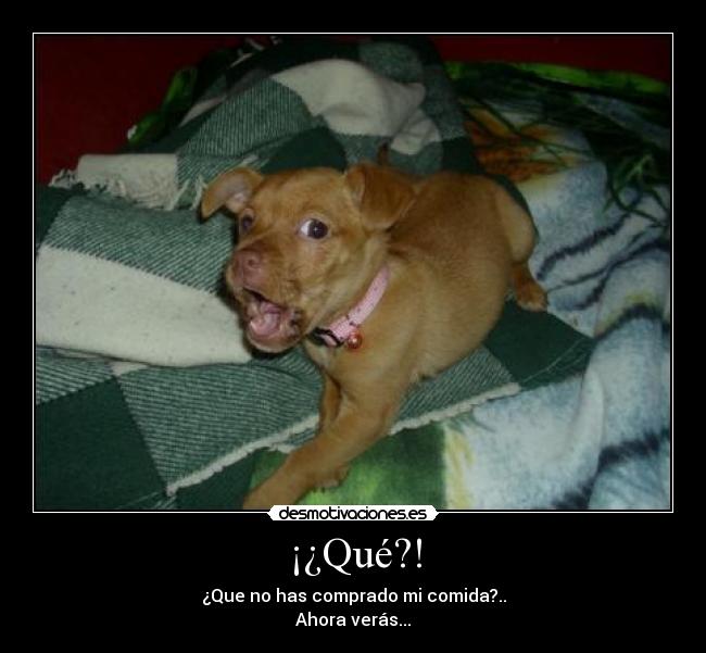¡¿Qué?! - ¿Que no has comprado mi comida?..
Ahora verás...