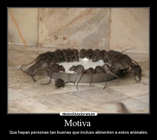 Motiva  - 