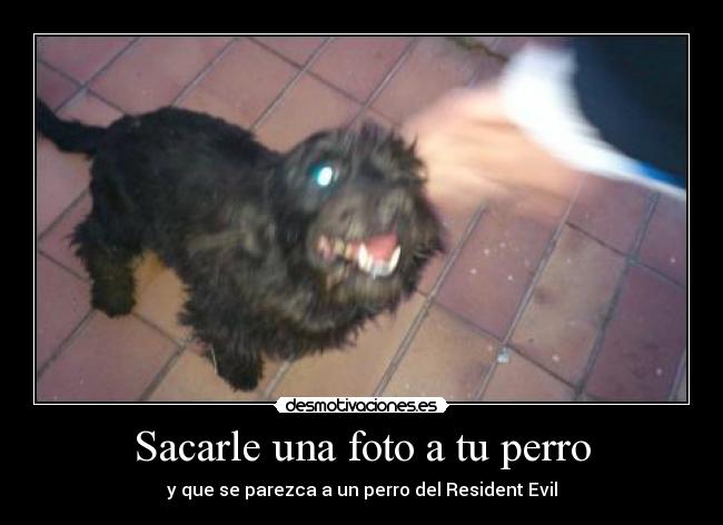 Sacarle una foto a tu perro -