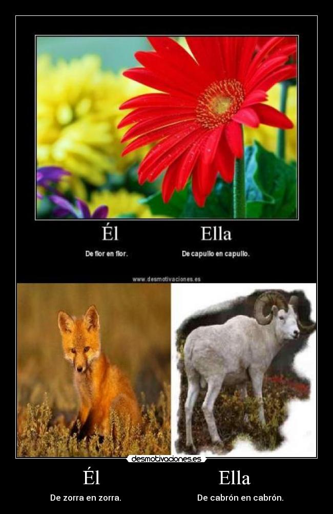 Él Ella - De zorra en zorra. De cabrón en cabrón.