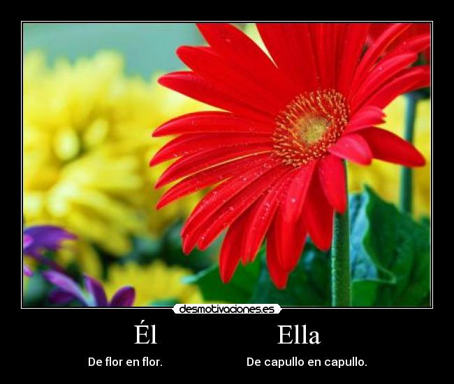 Él                 Ella - De flor en flor.                              De capullo en capullo.