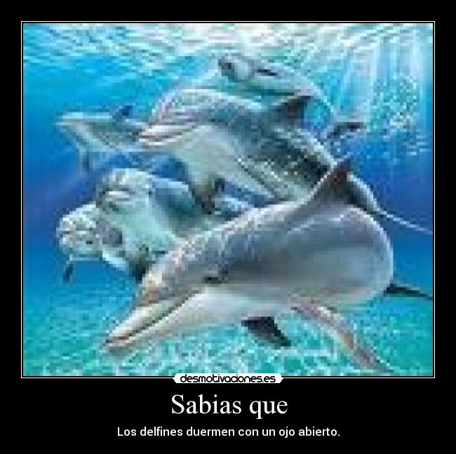 Sabias que - Los delfines duermen con un ojo abierto.